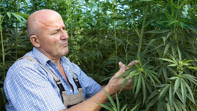 Active Ingredient in Cannabis Plant and Its Effects on Seniors